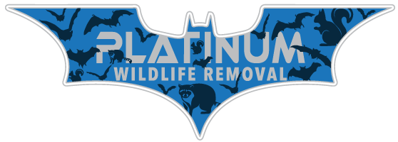 Findlay Wildlife Removal